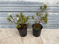2 - Milky Way Rhododendron Plants