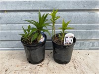 2 - Varieties of Lily Plants