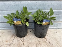 2 - Goldsturm Coneflower Plants