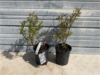 2 - “Sunshine Blue” Blueberry Plants