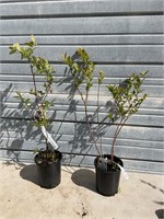 2 - “Reka” Blueberry Plants