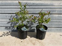 2 - Northern Highbush Blueberry Plants