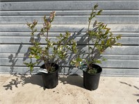 2 -  Northern Highbush Blueberry Plants