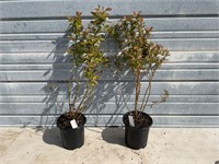 2 - “ Earli Blue” Blueberry Plants