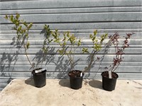 3 - Varieties of Blueberry Plants