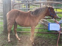 (VIC) TIMMY - RIDING PONY X COLT