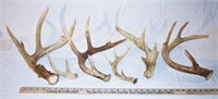 LOT - ASSORTED ANTLERS