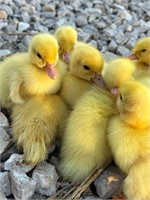 9 Muscovy Ducklings 1 Week Old