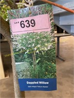 5 gallon Dappled Willow