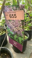 3 gallon Common Lilac