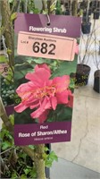 3 gallon Rose of Sharon/Althea
