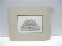 15.25"x 18" Botany-Plate III Manzanita Print