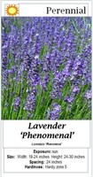 Lavender Blue Fragrant Phenomenal