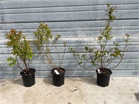 Lot of 3 Blueberry Plants