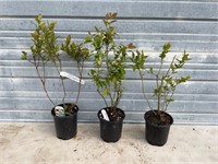Lot of 3 Blueberry Plants