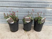 3 - Pink Pussy Toe Plants