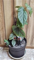 Live Angel Wing Begonia Plant In Planter