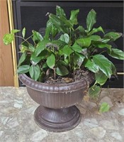 Live Greenery Plant in Pedestal Planter
