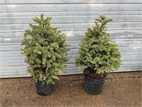2 - Blue Spruce Trees