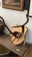 10 pt mounted Elk rack on wood shield shape