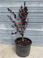 Dwarf Purple European Beech Tree