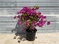 Purple Splendor Azalea Plant