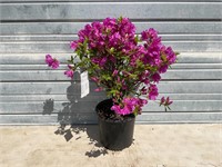 Purple Splendor Azalea Plant