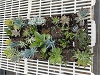 32 LIVE Succulents Tray #2