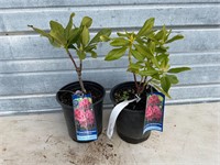 2 - Nova Zembla Rhododendron Plants