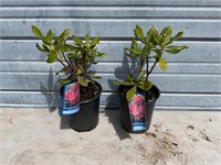 2 - Nova Zembla Rhododendron Plants