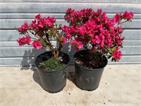 2 - Pretty Rhododendron Plants