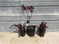 3 - Purple Smoke Bush Plants