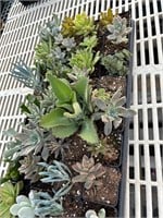 32 LIVE Succulents Tray #3