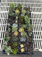 48 LIVE Succulents Tray #4