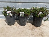 3 - Potentilla Plants