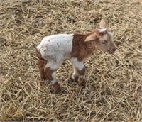 Ram Lamb-Katahdin Sheep-BOTTLE BABY-1 week
