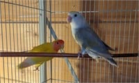 Pair-Lovebirds-Proven breeders