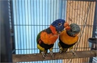 Pair-Rainbow Lorikeets-Proven breeding pair
