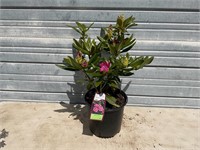 Holden Rhododendron Plant