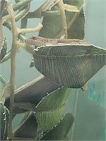 Juvenile Cameroon dwarf gecko