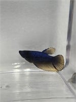 Female blue mustard super delta betta fish