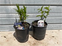 2 Varieties of Lily Plants