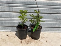 2 Red Elderberry Plants