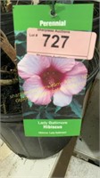 3 gallon Lady Baltimore Hibiscus