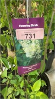 3 gallon Primrose Lilac (Hybrid)