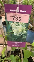 3 gallon Primrose Lilac (Hybrid)