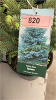 3 gallon Baby Blue Spruce