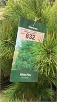 3 gallon White Pine