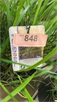 3 gallon Karl Foerster Feather Reed Grass