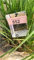 3 gallon Karl Foerster Feather Reed Grass